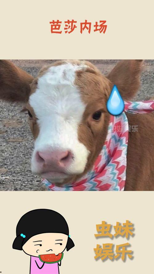 娱乐吃瓜酱一半,吃瓜酱一半,真相大起底! 第3张 娱乐吃瓜酱一半,吃瓜酱一半,真相大起底! 第3张