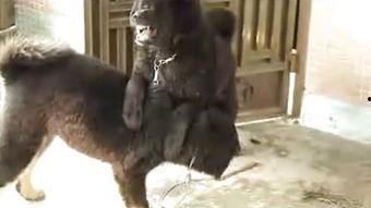 狗咬狗花絮,幕后花絮揭秘，明星间的真实较量