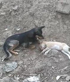 狗咬狗花絮,幕后花絮揭秘，明星间的真实较量  第2张