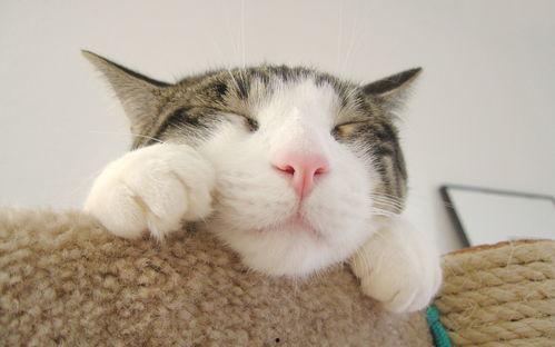 娱乐圈吃瓜猫是谁啊图片  第2张