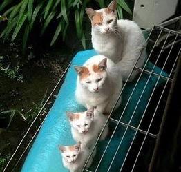 娱乐圈吃瓜猫是谁啊图片  第3张